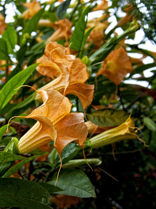 296_Madera_Jardim Tropical Monte Palace.jpg